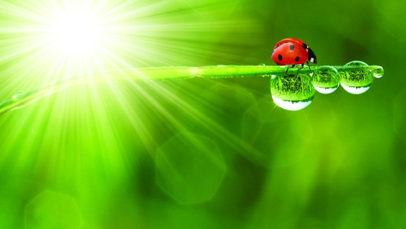 branch with ladybird