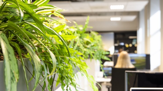 Planten in een lokaal met computers op de BUas campus
