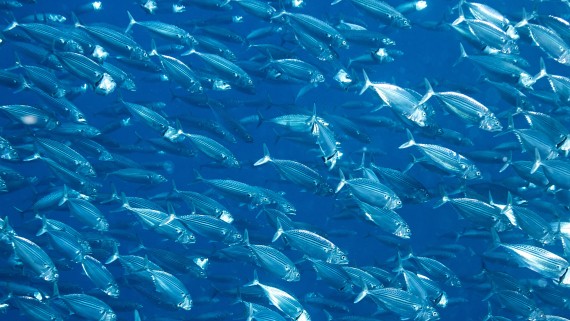 Een zee met een school vissen