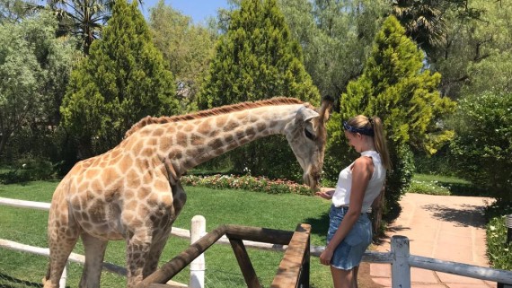 Een vrouw voert een giraffe achter een hek