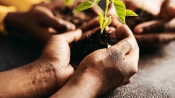 Drie handen houden een stekje vast