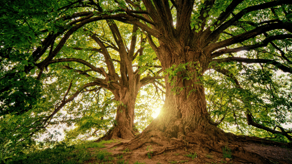 Oude boom, breed vertakt, op een heuvel 