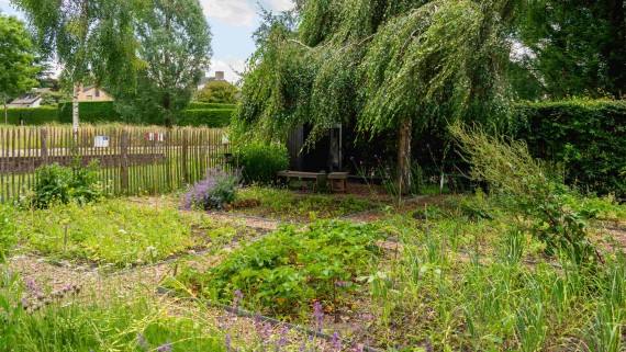 Garden with plants and trees