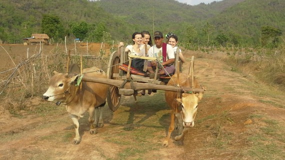 Studenten rijden in een kar die wordt getrokken door koeien