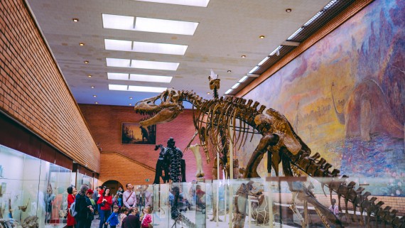 Dinosaur skeleton in museum