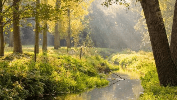 Een bos waarbij de zonnestralen door de bomen schijnen