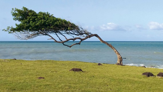 Boom aan de kust tijdens een storm 
