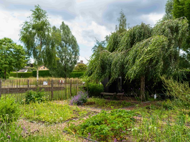 Plants and flowers in a garden