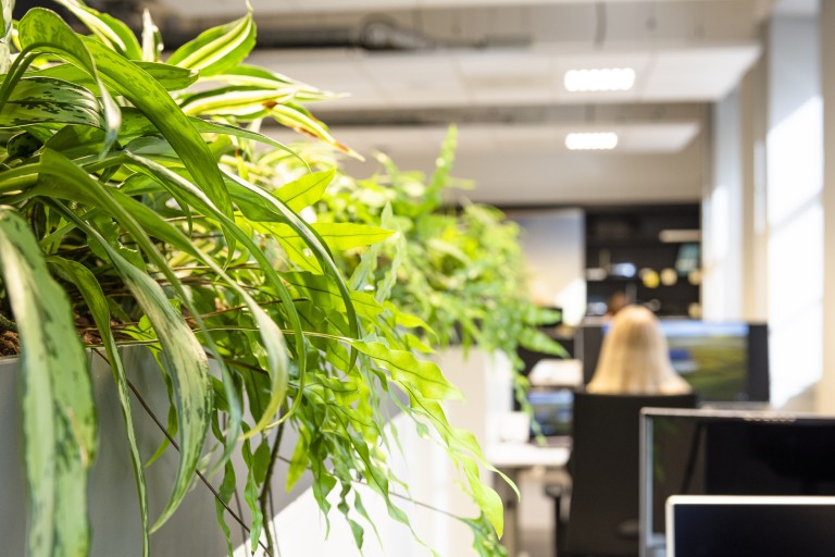 Planten in een lokaal met computers op de BUas campus