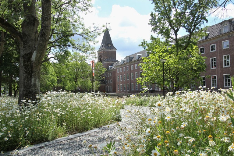 Een veld met bloeiende bloemen op de BUas campus