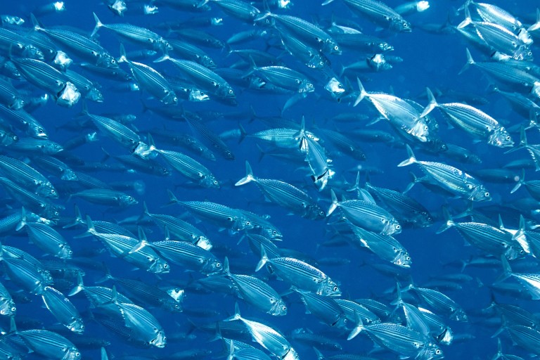 Een zee met een school vissen