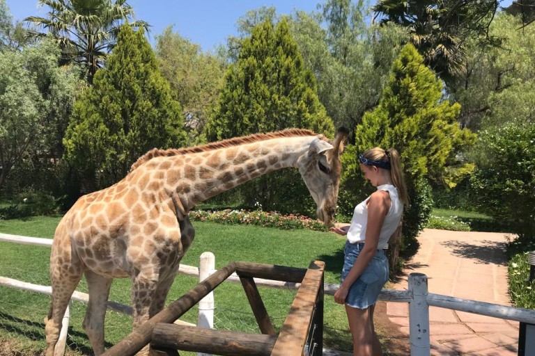 Een vrouw voert een giraffe achter een hek