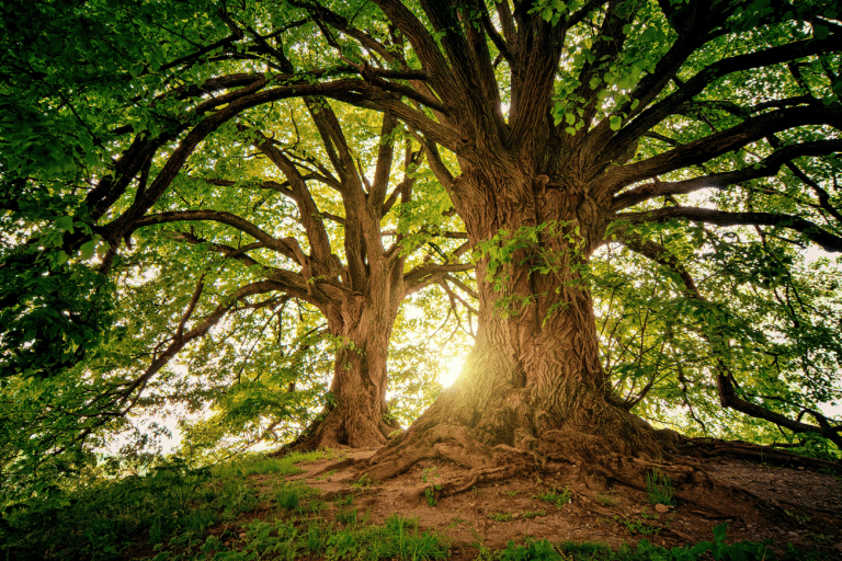 Oude boom, breed vertakt, op een heuvel 
