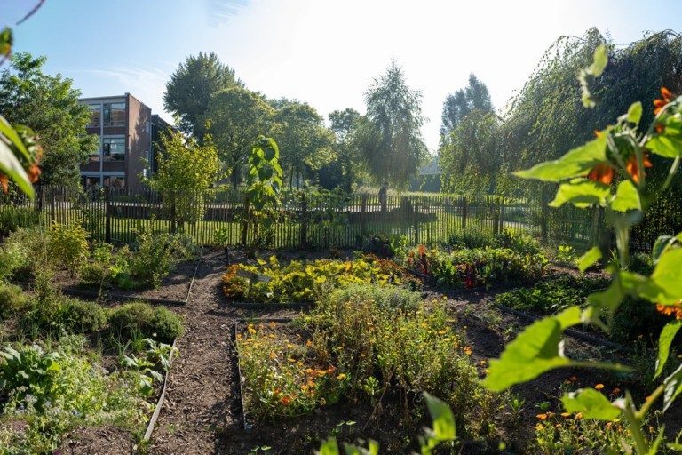 Community Garden