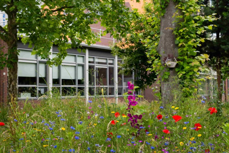Flowers and green plants