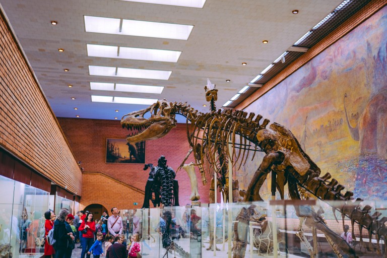 Dinosaur skeleton in museum