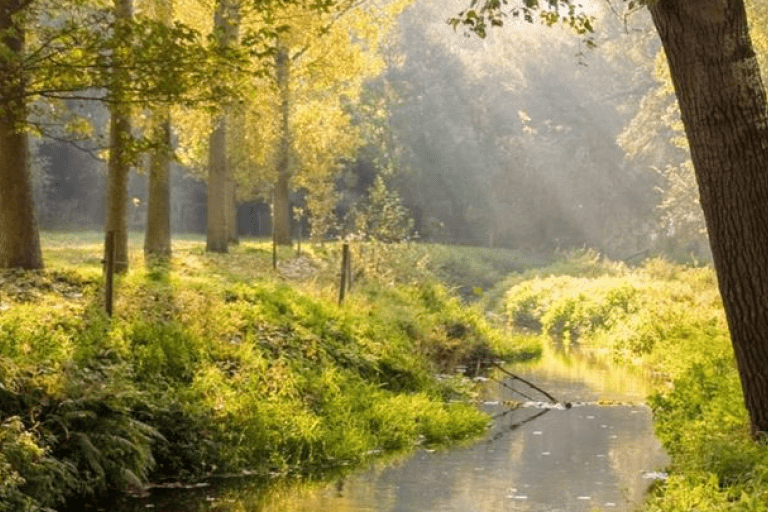 Een bos waarbij de zonnestralen door de bomen schijnen