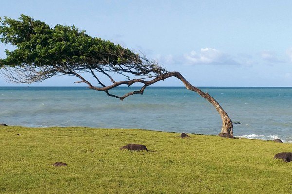 Tree on the coast resisting the wind