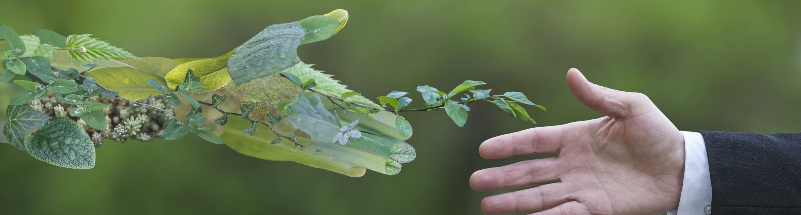 Een mensenhand steekt zich uit naar een hand van planten