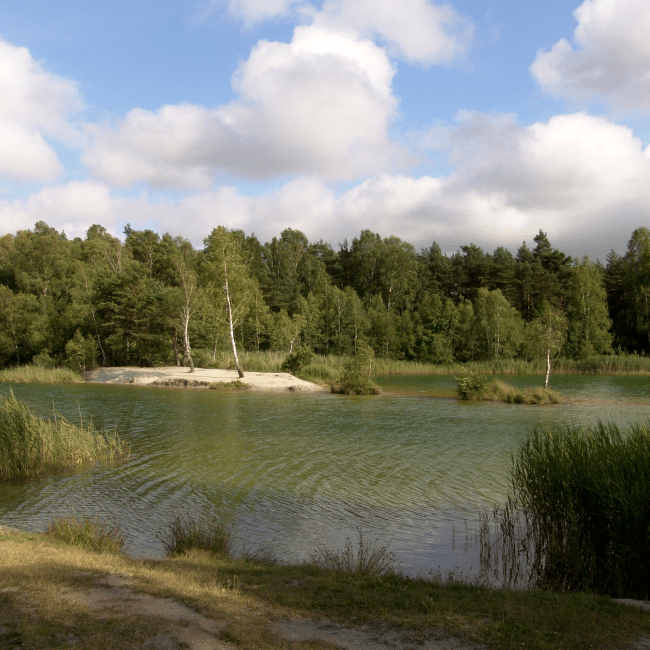 Een meer in het bos