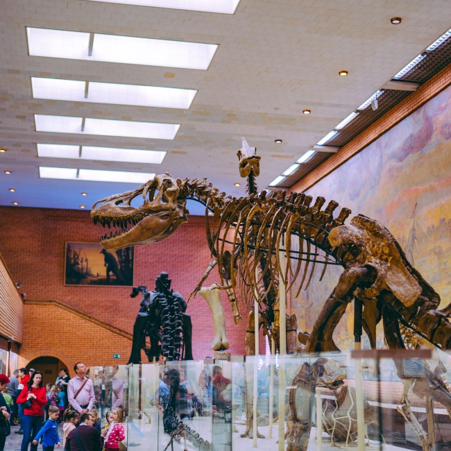 Dinosaur skeleton in museum