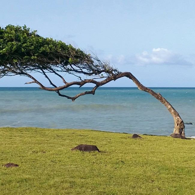 Tree on the coast resisting the wind