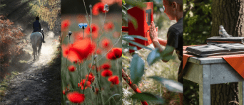 Natuur van De Groote Heide
